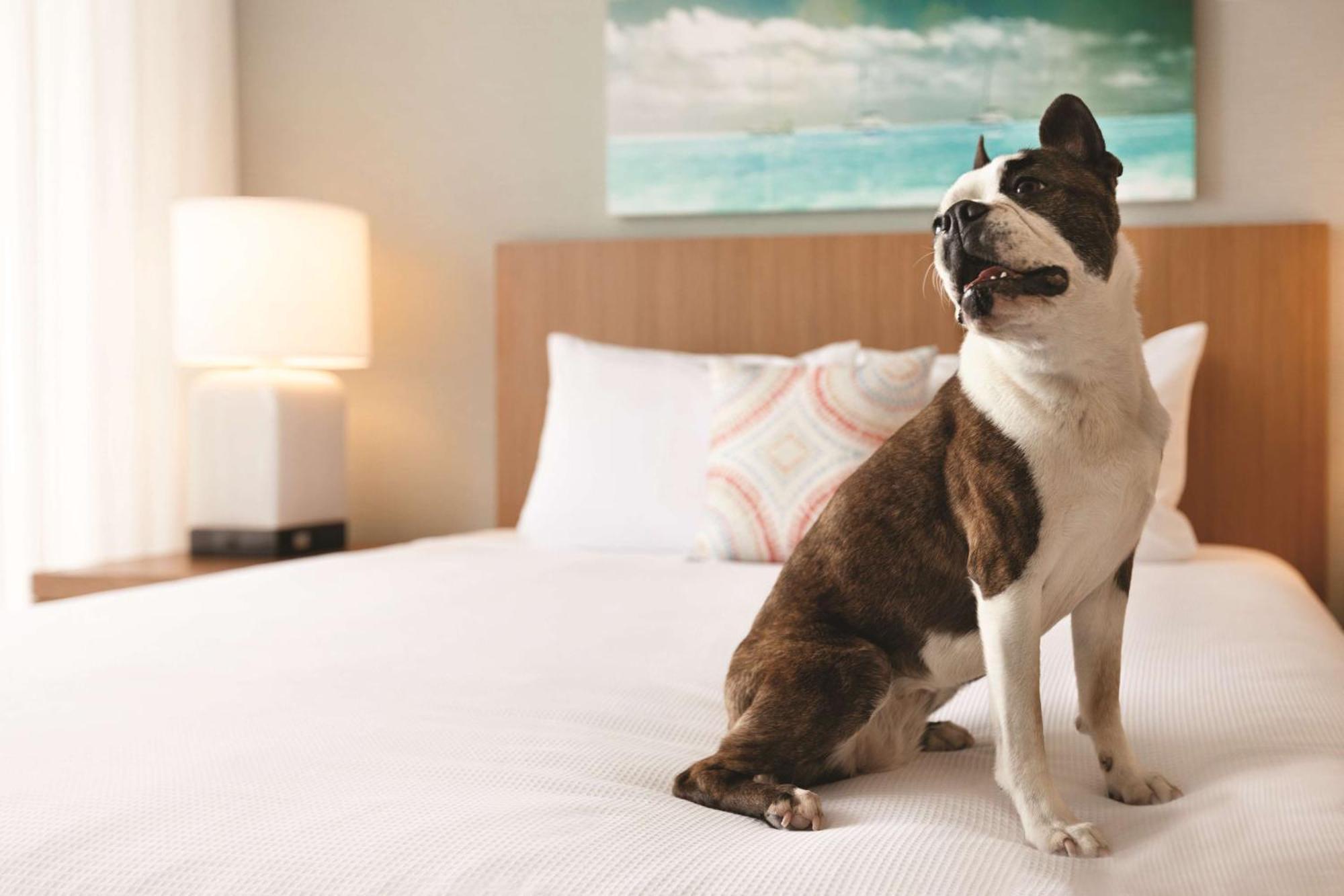 Hyatt House Virginia Beach / Oceanfront Εξωτερικό φωτογραφία